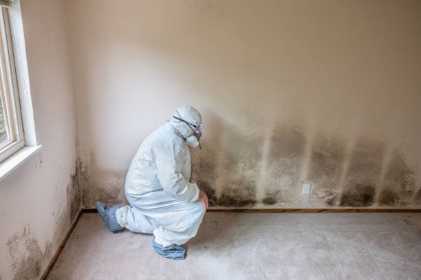 Professional Mold Inspection, Removal & Remediation in Moscow, PA